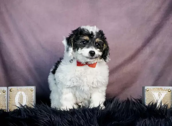 Beautiful Yorkiepoo Puppies For Sale Trustedpuppies