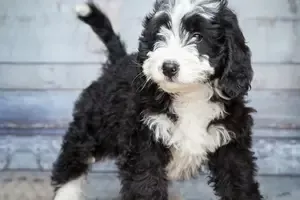 Clearwater Florida Standard Bernedoodle Pup