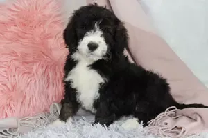 Standard Bernedoodle Puppy Near Clearwater Florida Pinellas County