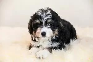 Standard Bernedoodle Pup in West Palm Beach Florida