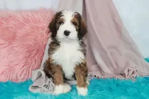 Beautiful Standard Bernedoodle Pup Des Moines Polk County