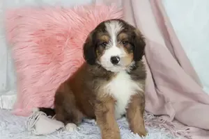 Standard Bernedoodle Puppy adopted in Minneapolis Minnesota