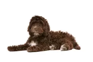 Best Cockapoo Puppies Around Clearwater Florida Pinellas County