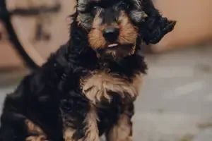Cockapoo Pup in Mentor Ohio