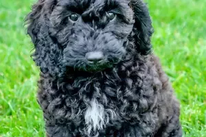Cockapoo Puppy adopted in Toledo Ohio