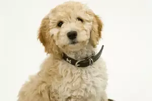 Arlington Virginia Cockapoo Pup