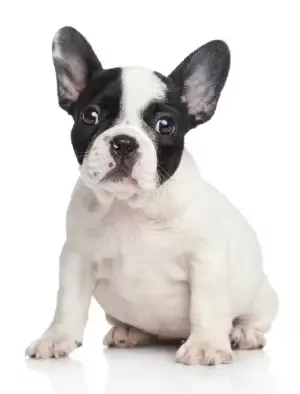 Small Registered French Bulldog Pup 33384