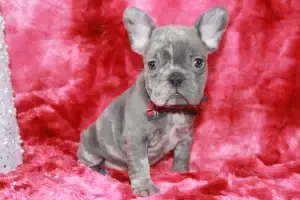 Best French Bulldog Puppies For Sale In Montgomery Alabama Montgomery County