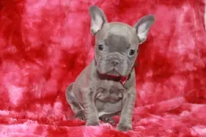 French Bulldog Puppy adopted in Montgomery Alabama