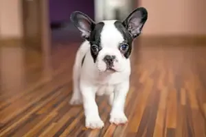 Happy French Bulldog Pup in Fremont California