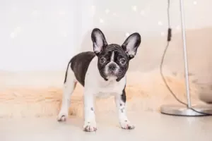 Beautiful French Bulldog Pup Clearwater Pinellas County