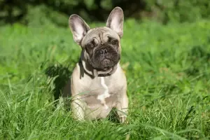 Clearwater Florida French Bulldog Pup