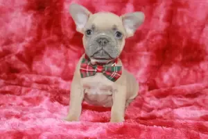 34895 Adopted French Bulldog