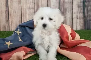 Mixed breed Maltipoo Puppy adopted in Los Angeles California