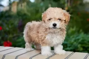 Maltipoo Puppies for sale in Tampa Florida