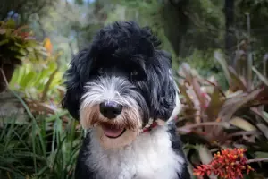 11949 Adopted Portuguese water dog