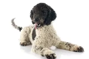 portuguese water dog Puppy 10754