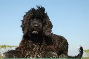 Beautiful portuguese Water dog pup Long Beach Los Angeles County