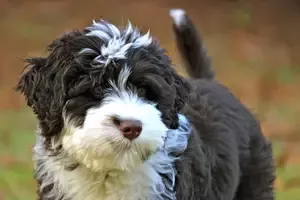 Portuguese Water Dog Puppy adopted in Long Beach California