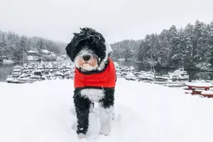 Designer Portuguese Pup in Ontario California