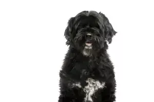 Best Portuguese Water Dog Puppies for Sale Near Fort Lauderdale Florida Broward County