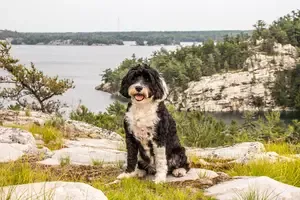 Raleigh North Carolina Portuguese Water Dog Pup