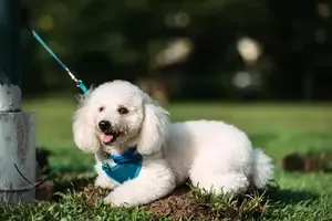 12873 Adopted Toy Poodle