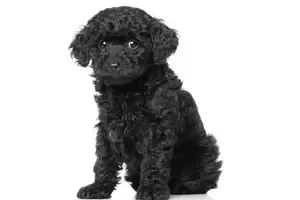 Best Toy Poodle Puppies Near Oceanside California San Diego County