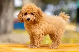 Registered Toy Poodle Pup in Boston Massachusetts