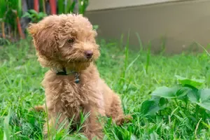 Hamilton Ohio Toy Poodle Pup