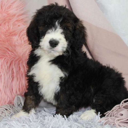 Trusted Puppies has the Best Standard Bernedoodle Puppies for sale in the country. With with only the top breeders in the country.