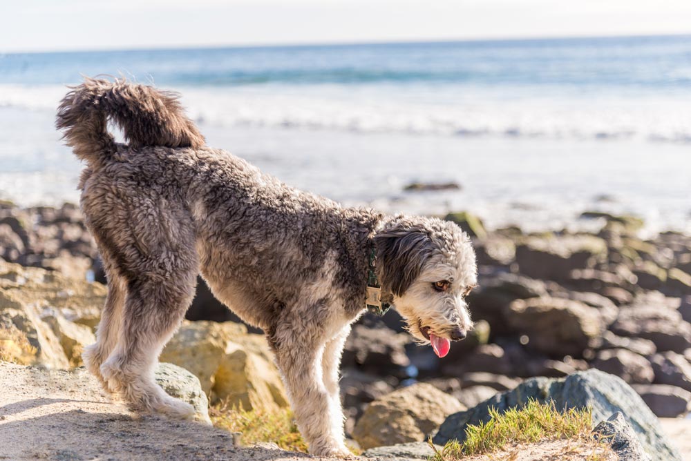 Aussiedoodle-a-Popular-designer-breed-2023 - Trusted Puppies