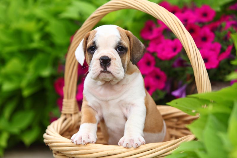 Beabull-a-Popular-designer-breed-2023 - Trusted Puppies
