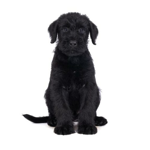 how much to feed giant schnauzer puppy