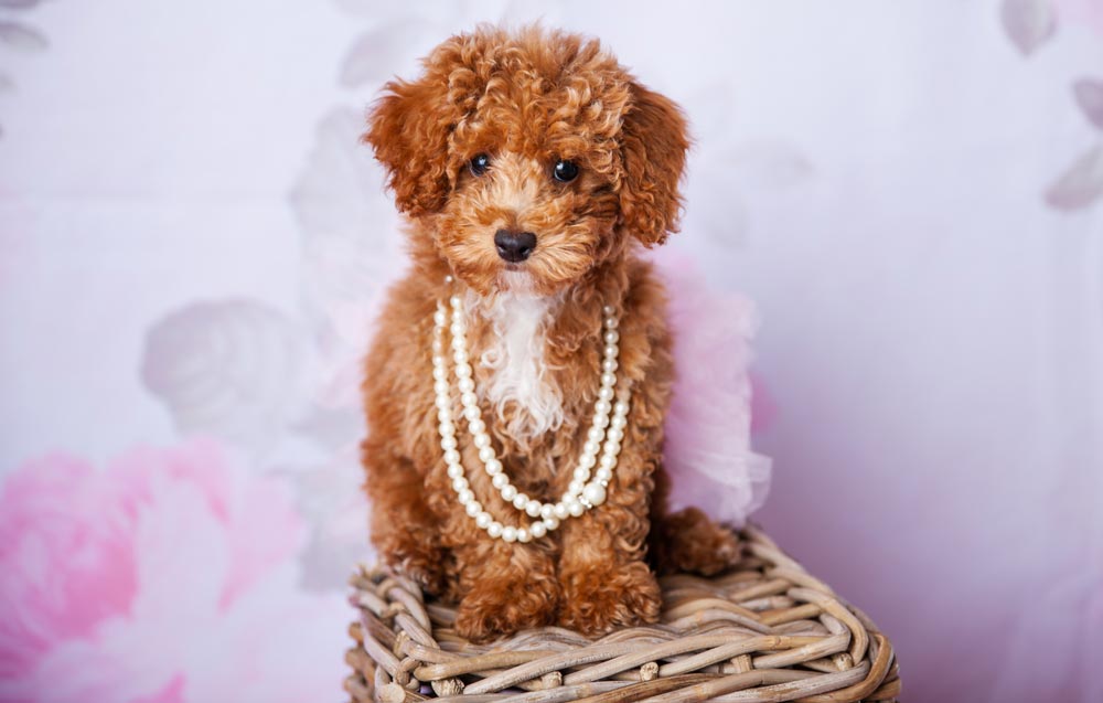Bichpoo-a-Popular-designer-breed-2023 - Trusted Puppies