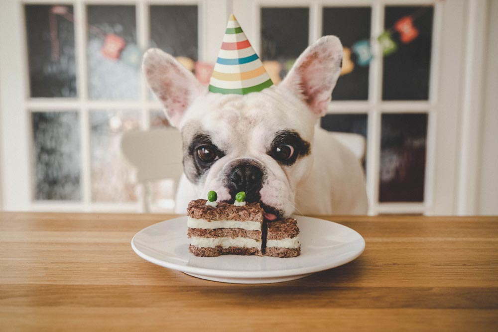 Birthday-party-for-a-french-bulldog - Trusted Puppies