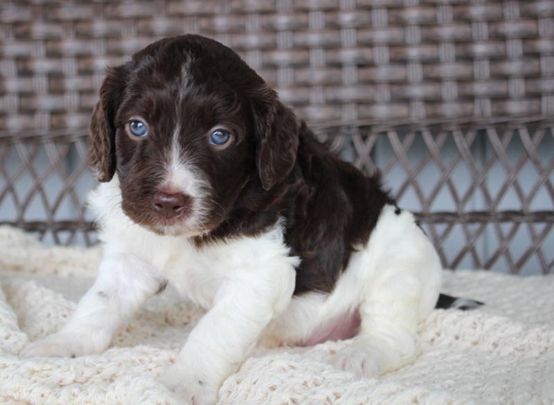 Brittany-Poo-a-Popular-designer-breed-2023 - Trusted Puppies