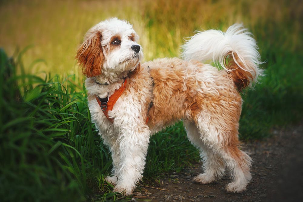 Cavapoo-a-Popular-designer-breed-2023 - Trusted Puppies