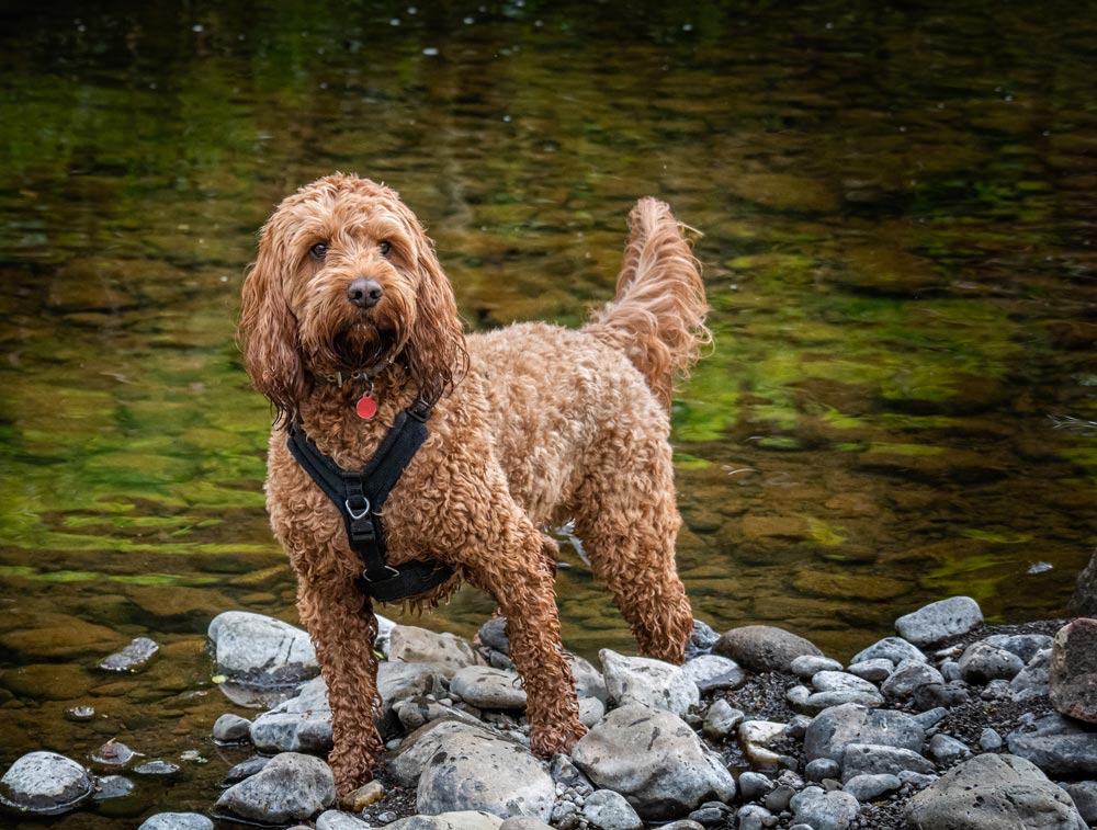 Cockapoo-a-Popular-designer-breed-2023 - Trusted Puppies
