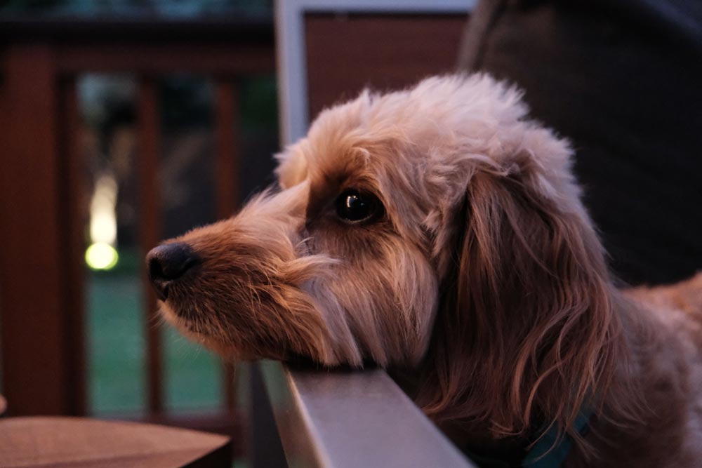 Doxiepoo-a-Popular-designer-breed-2023 - Trusted Puppies