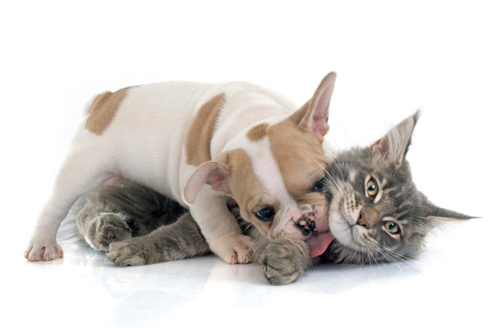 French-Bulldog-Puppy-playing-with-Cat - Trusted Puppies