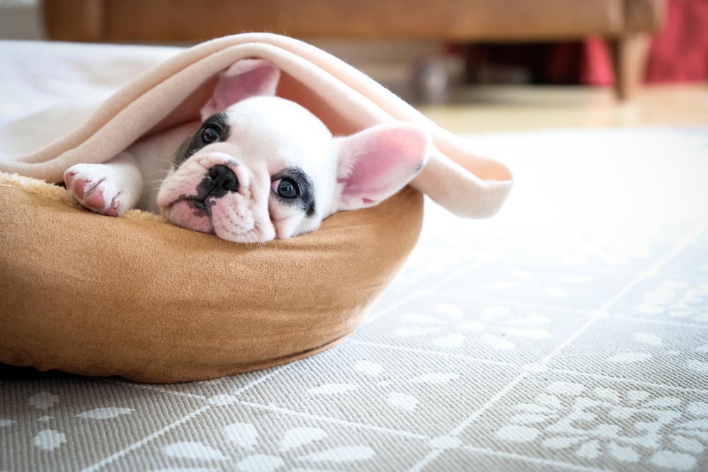French-Bulldog-puppy-relaxing-in-dog-bed - Trusted Puppies