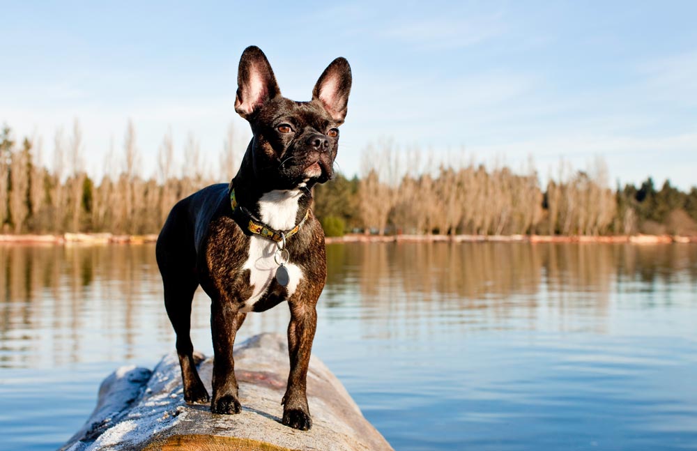 Frenchton-a-Popular-designer-breed-2023 - Trusted Puppies