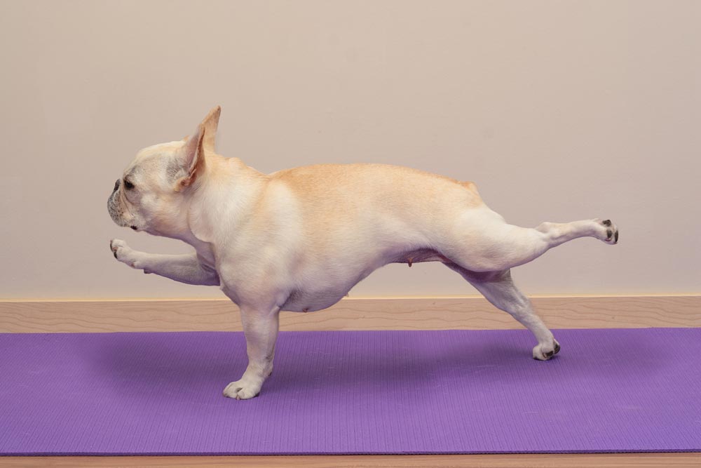 Funny-Picture-of-French-Bulldog-exercising - Trusted Puppies