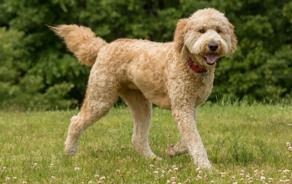 Goldendoodle-a-Popular-designer-breed-2023 - Trusted Puppies