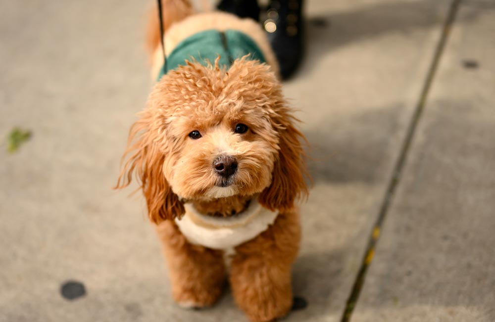 Havapoo-a-Popular-designer-breed-2023 - Trusted Puppies