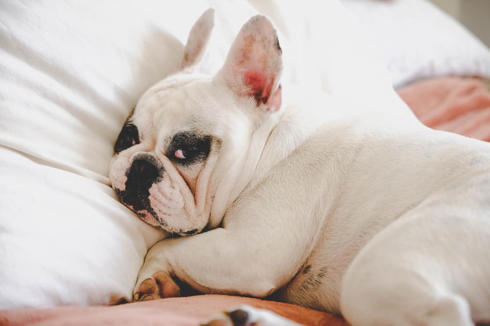 Heavy-obese-French-Bulldog-laying-on-a-pillow - Trusted Puppies