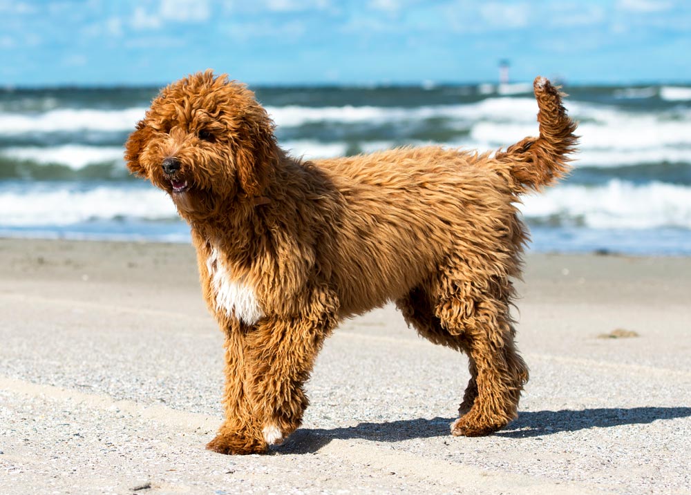 Irish-Doodle-a-Popular-designer-breed-2023 - Trusted Puppies