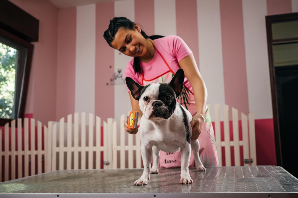 Lady-Brushing-a-shedding-French-Bulldog - Trusted Puppies
