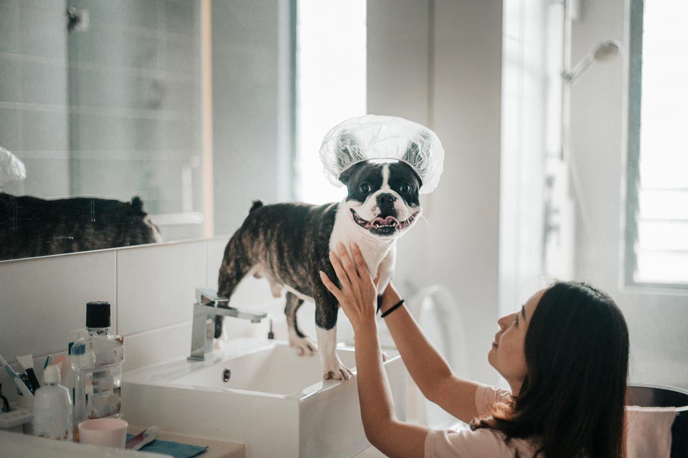 Lady-Grooming-a-French-Bulldog-in-sink - Trusted Puppies